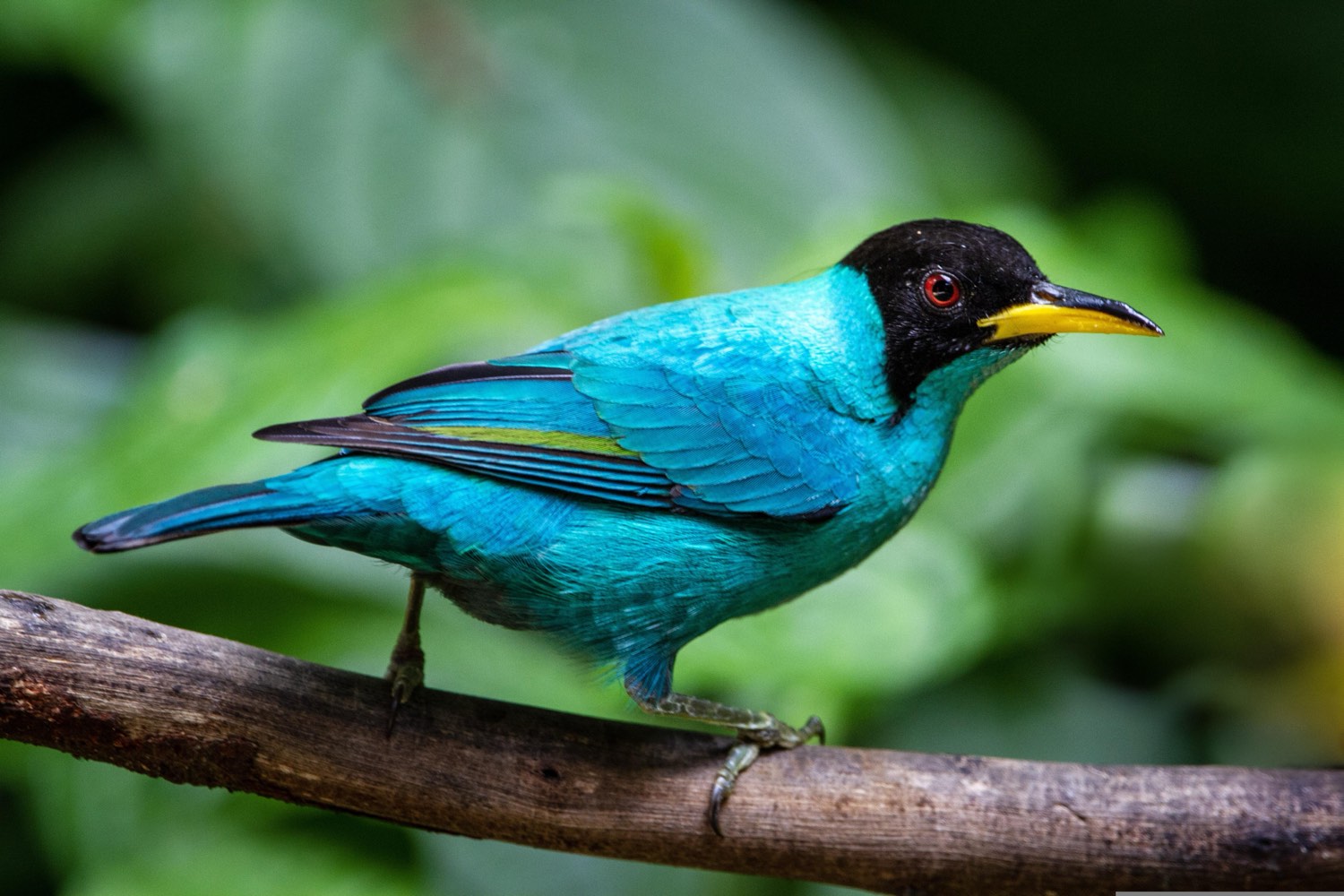 Green honeycreeper, Manuel Antonio