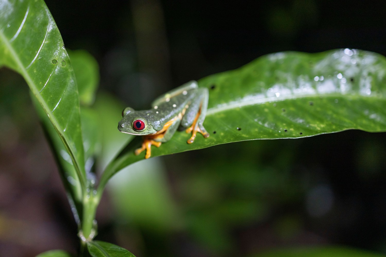Tree frog in the rainforest